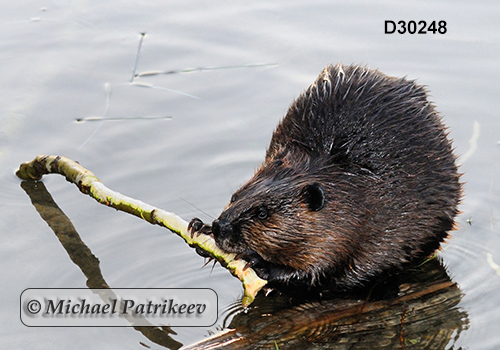 North American Beaver (Castor canadensis)